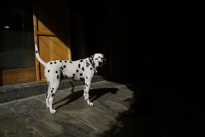 Dog standing at home