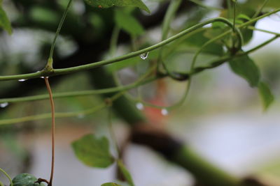 Close-up of water drops on plant