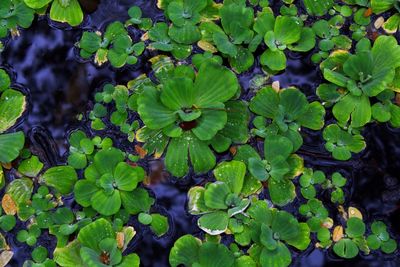 Close-up of plants growing in garden