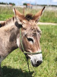 Close-up of a horse on field