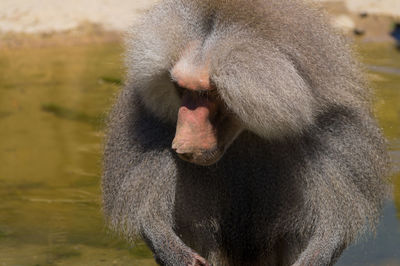 Close-up of baboon