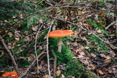 Close-up of mushroom growing on field