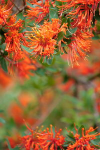 Close-up of red maple leaves on plant during autumn