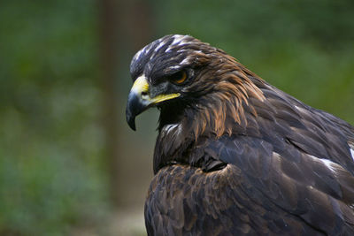 Close-up of a bird