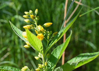 Close-up of insect on flower