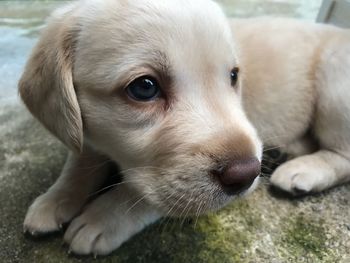 Close-up portrait of puppy