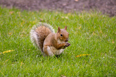 Squirrel on a field