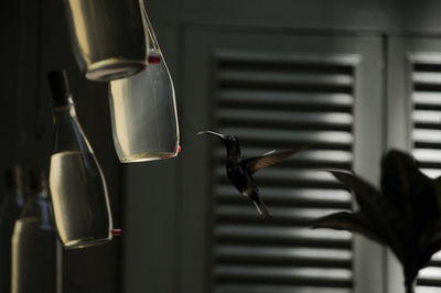 Close-up of bird flying hanging at home