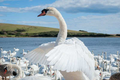 Swans on a lake