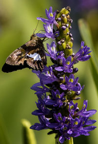 Close-up of butterfly pollinating on purple flower