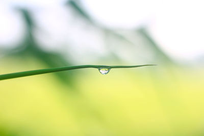 Close-up of water drops on blade of plant