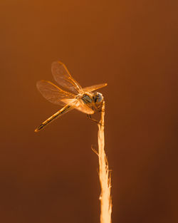 Close-up of dragonfly on plant