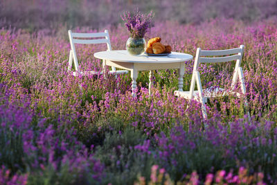 Purple flowering plants on field