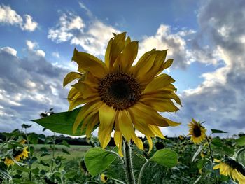 Close-up of sunflower against sky