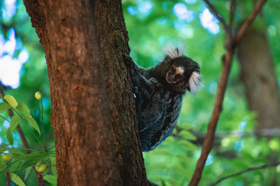 Low angle view of monkey on tree trunk