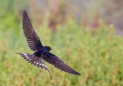 Close-up of bird flying