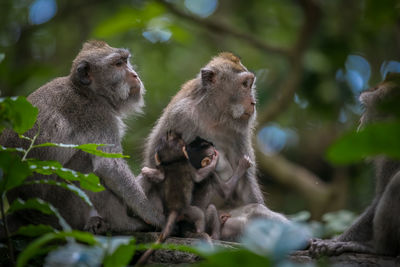 Monkeys on a tree