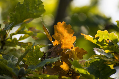 Close-up of yellow leaves on plant during autumn