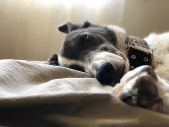 Close-up of a dog resting on bed