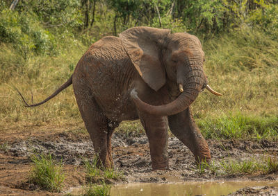 Elephant in a forest