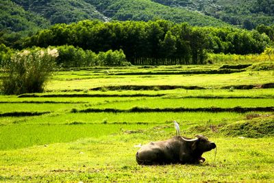 Bird on water buffalo over grassy field