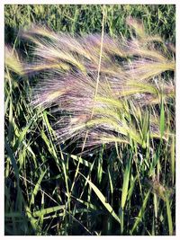 High angle view of stalks in field