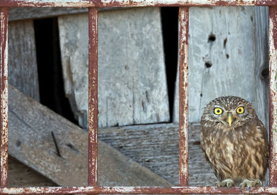 Owl perching on railing