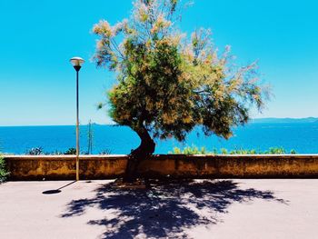 Tree by sea against clear blue sky