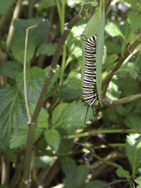 Close-up of butterfly on plant