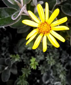 Close-up of yellow flower blooming outdoors