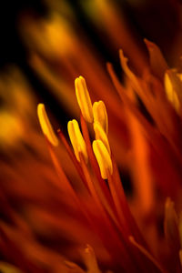 Macro shot of orange flowering plant