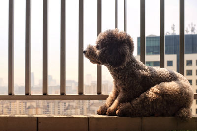 Adorable poodle dog stay in condominium relaxing and enjoy morning sun light at balcony by himself.