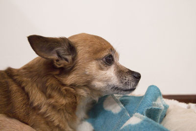 Small shorthaired dog without defined breed. no people