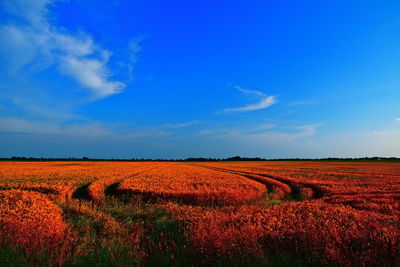 Scenic view of agricultural field against blue sky