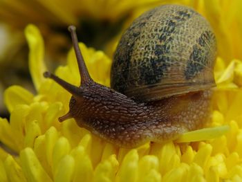 Close-up of snail on yellow flower
