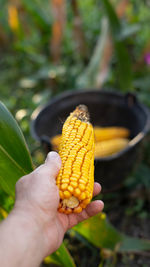 Maize harvesting