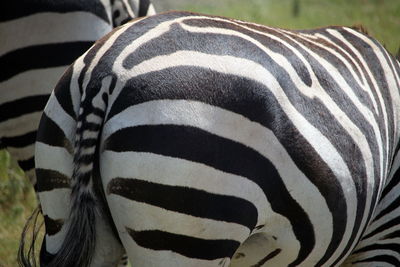 striped