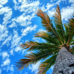 Directly below shot of coconut palm tree against cloudy blue sky on sunny day