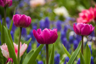 Close-up of purple tulips