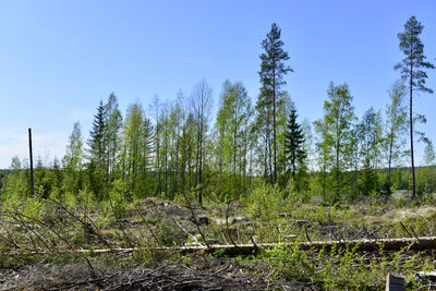 Trees growing on field against sky