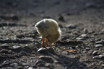 Too sleepy chicks on a field