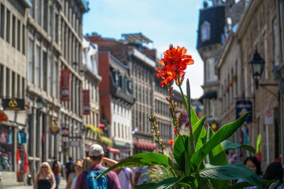 Close-up of flowering plant against buildings in city