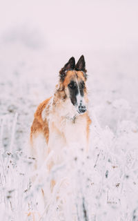 Dog standing on snow covered field