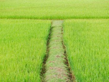 Scenic view of agricultural field