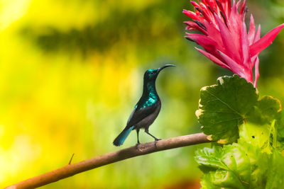 Close-up of bird perching on flower