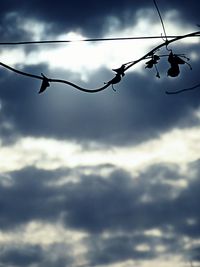 Low angle view of silhouette tree against sky