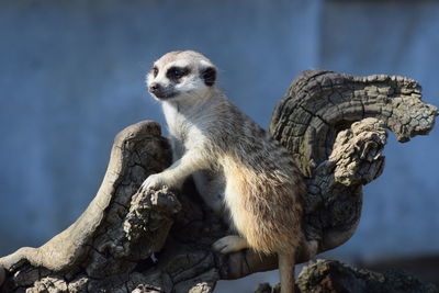 Close-up of meerkat on tree trunk