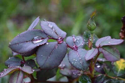 Close-up of raindrops on flower