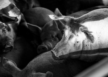 High angle view of pig farm