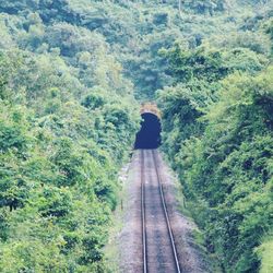 Rear view of person on railroad track amidst trees